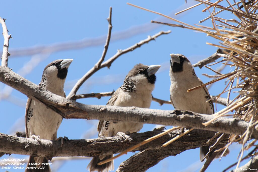 Sociable Weaver