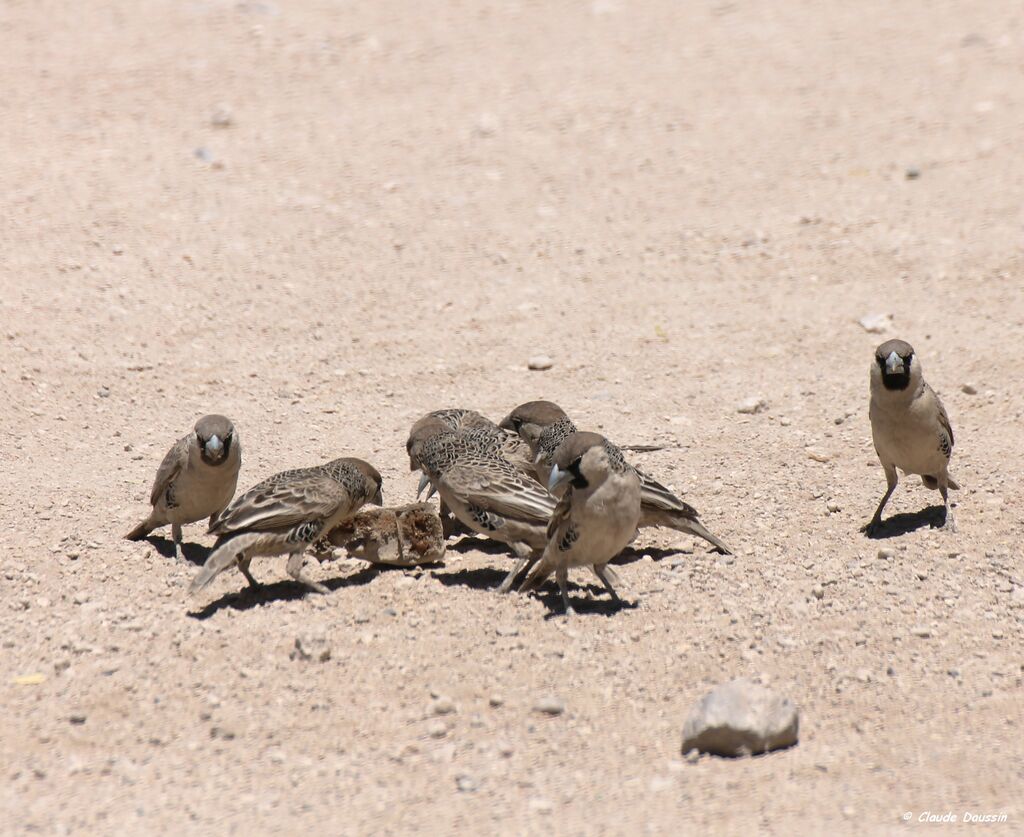 Sociable Weaver