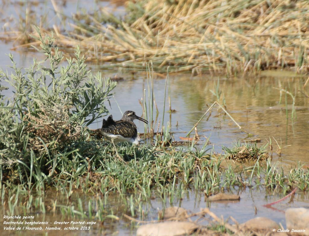 Greater Painted-snipe