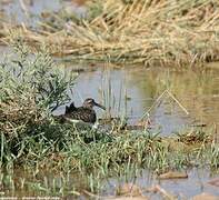 Greater Painted-snipe