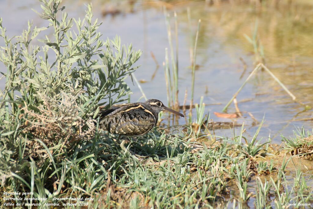 Greater Painted-snipe