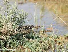 Greater Painted-snipe