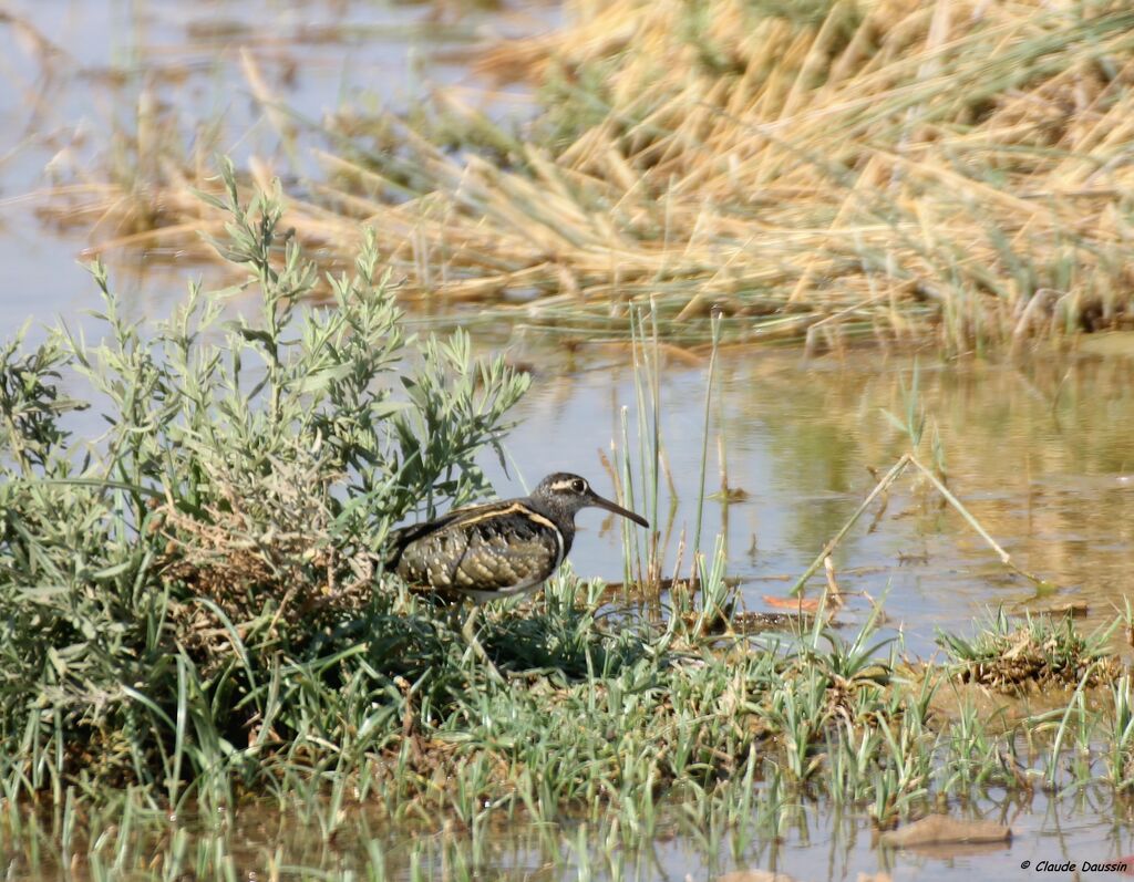 Greater Painted-snipe