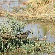 Greater Painted-snipe