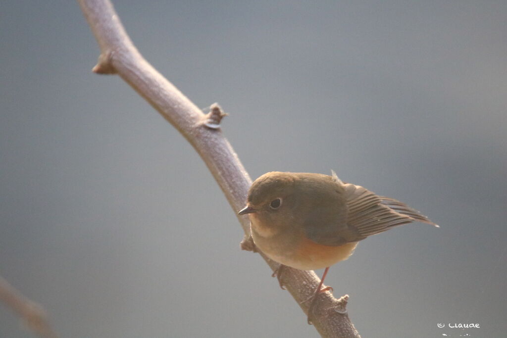 Robin à flancs roux1ère année