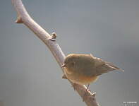 Robin à flancs roux