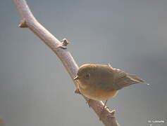 Red-flanked Bluetail