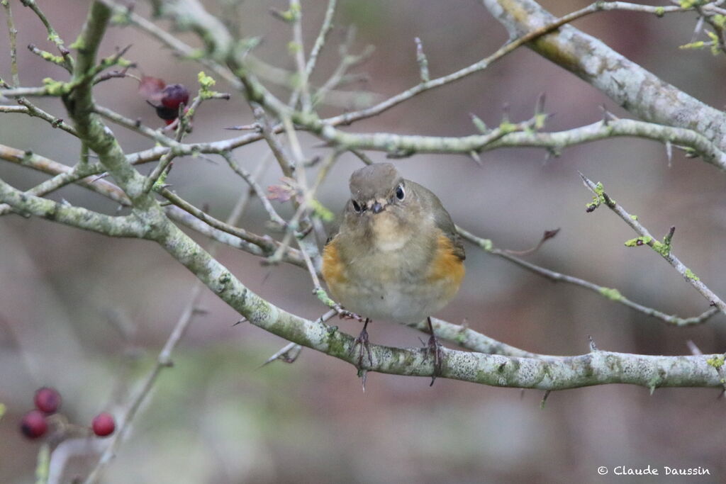 Red-flanked BluetailFirst year