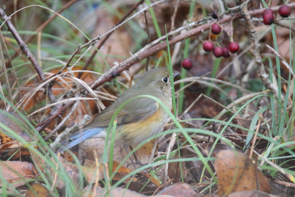 Robin à flancs roux1ère année, marche