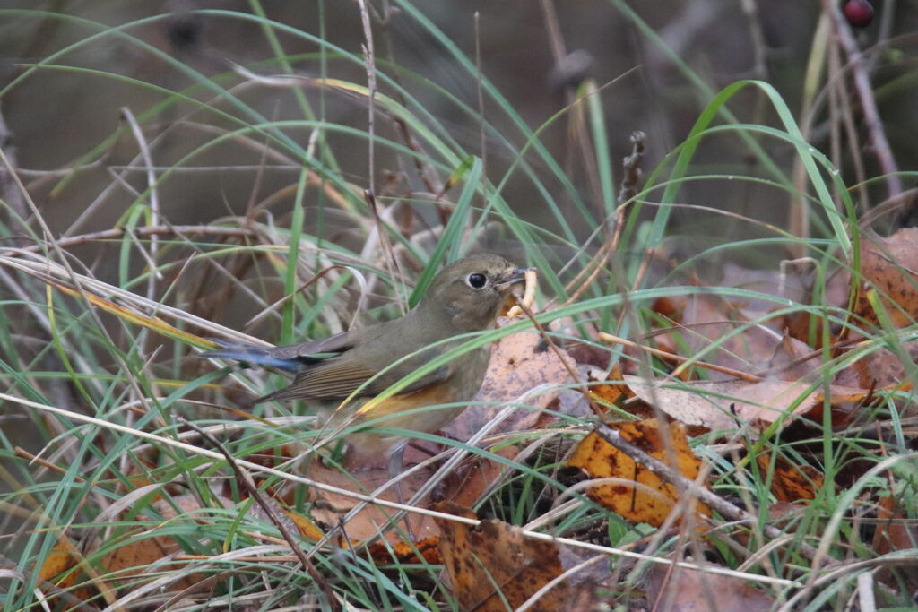 Red-flanked BluetailFirst year, eats