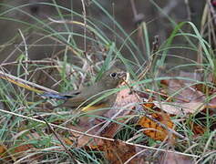 Red-flanked Bluetail