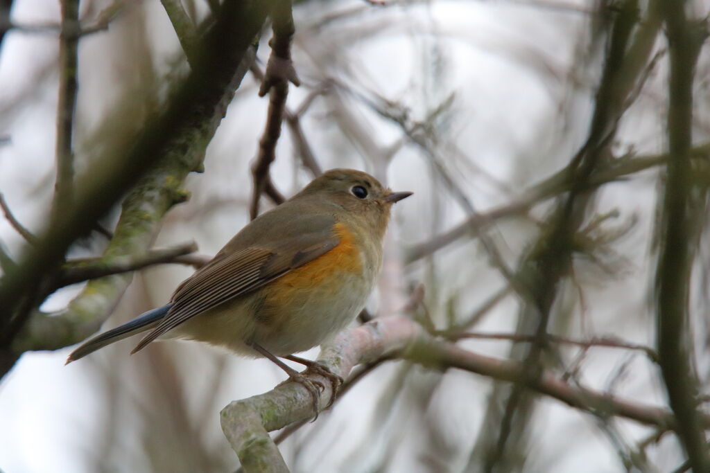 Robin à flancs roux1ère année