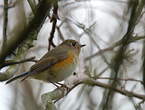 Robin à flancs roux