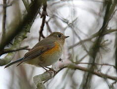 Red-flanked Bluetail