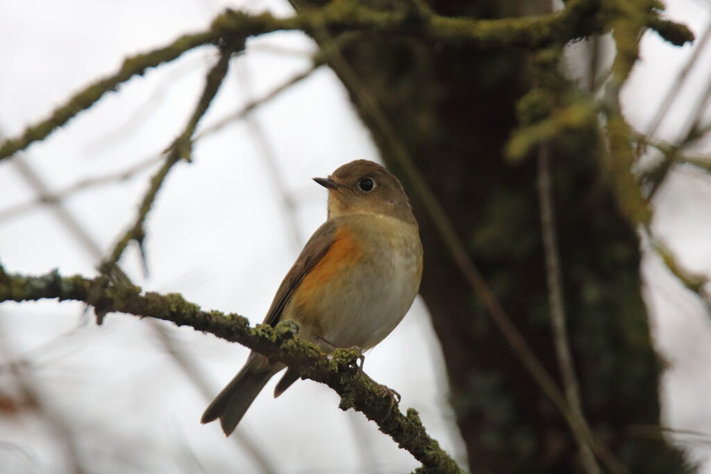 Robin à flancs roux