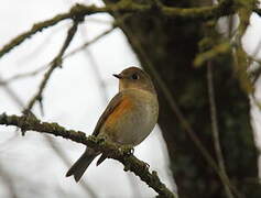 Robin à flancs roux