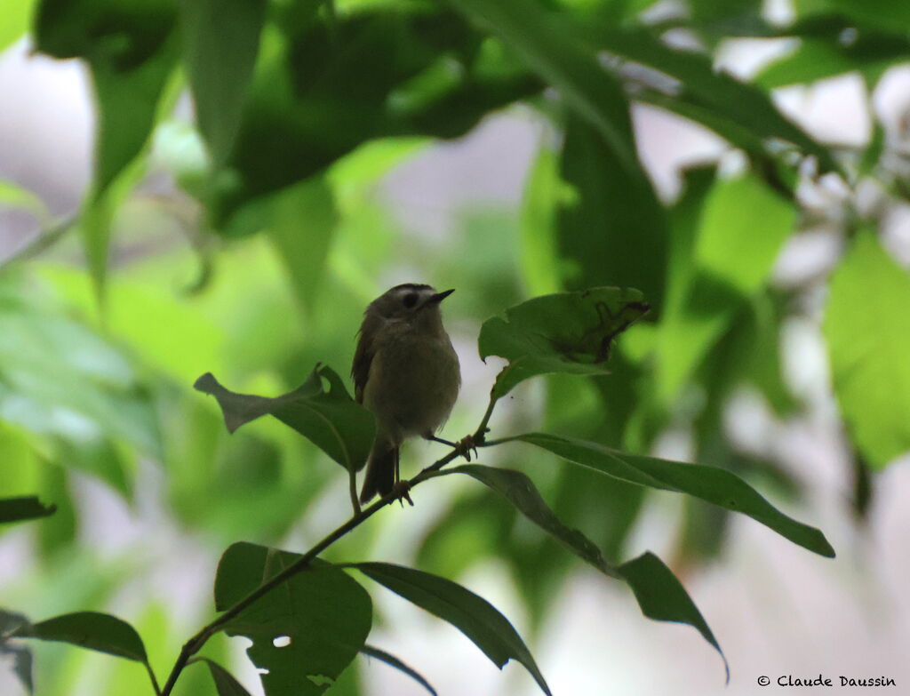 Goldcrest (teneriffae) male adult, song