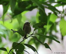 Goldcrest (teneriffae)