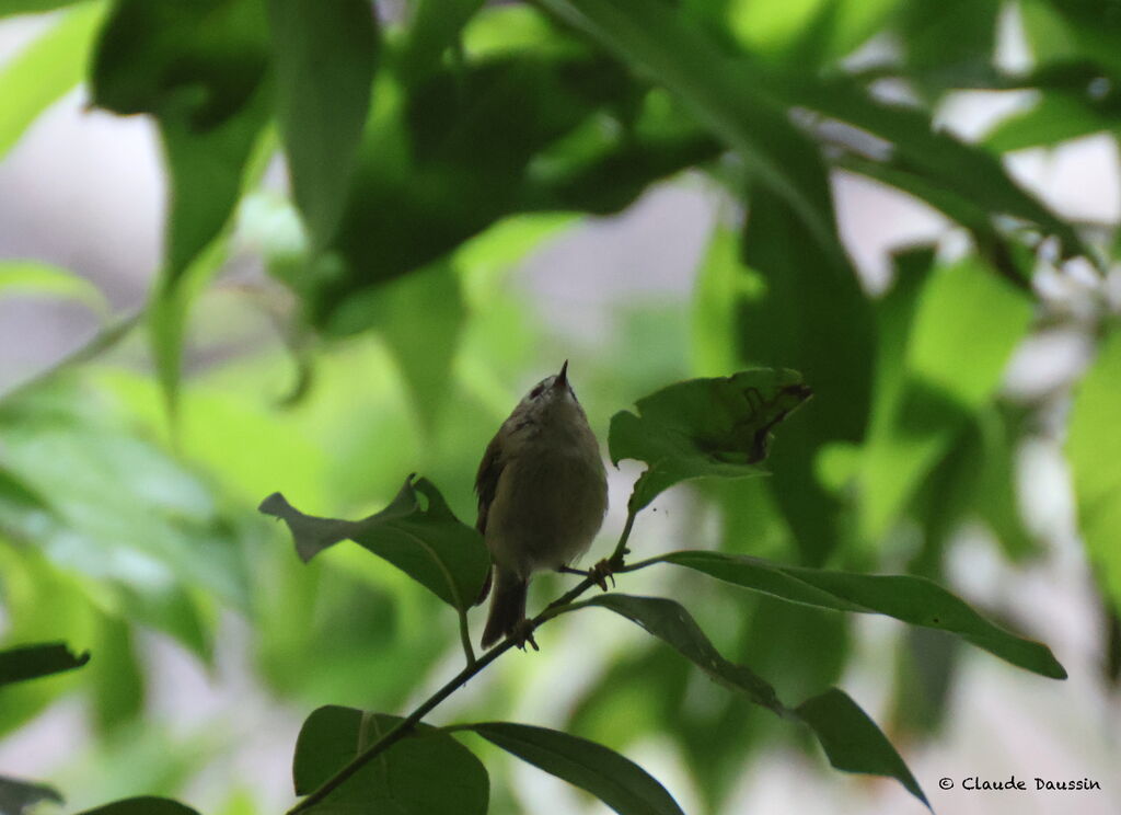 Goldcrest (teneriffae) male adult