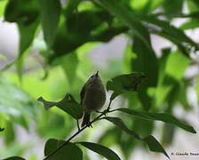 Goldcrest (teneriffae)