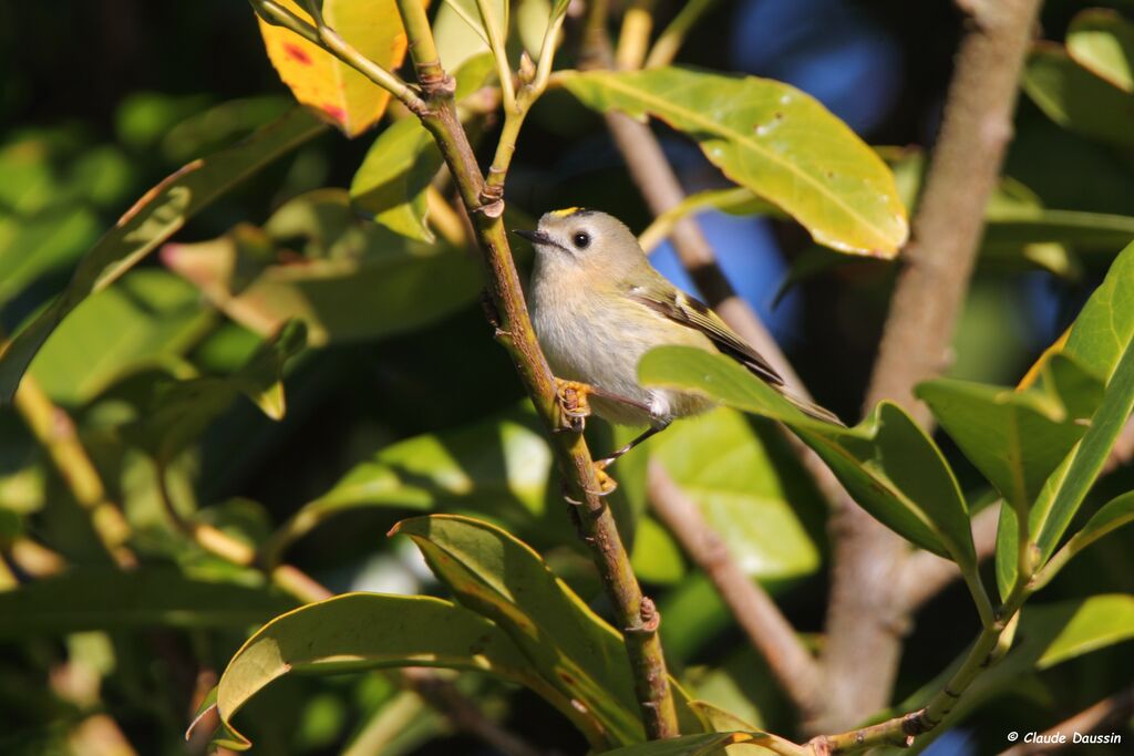 Goldcrest