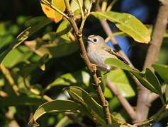 Goldcrest