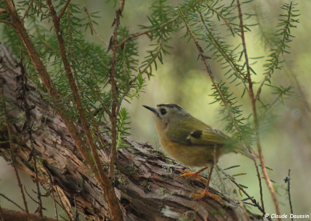 Goldcrest