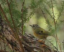 Goldcrest