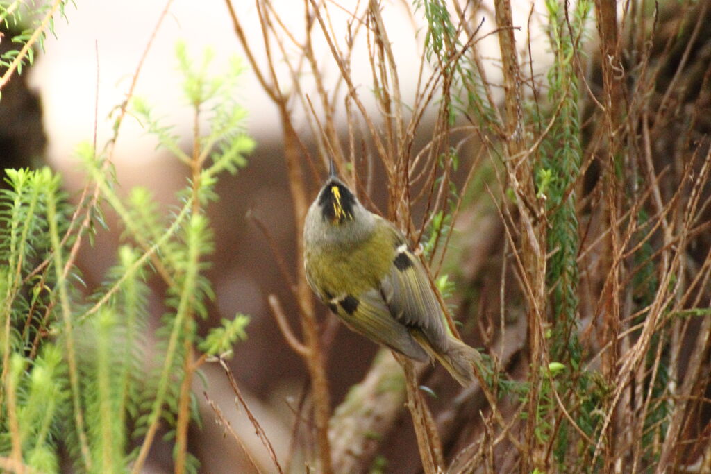 Goldcrest