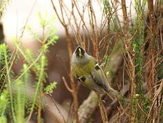 Goldcrest