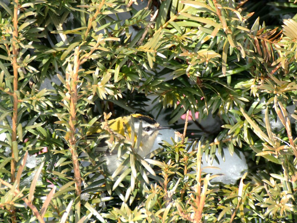 Common Firecrest