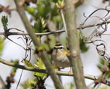 Common Firecrest