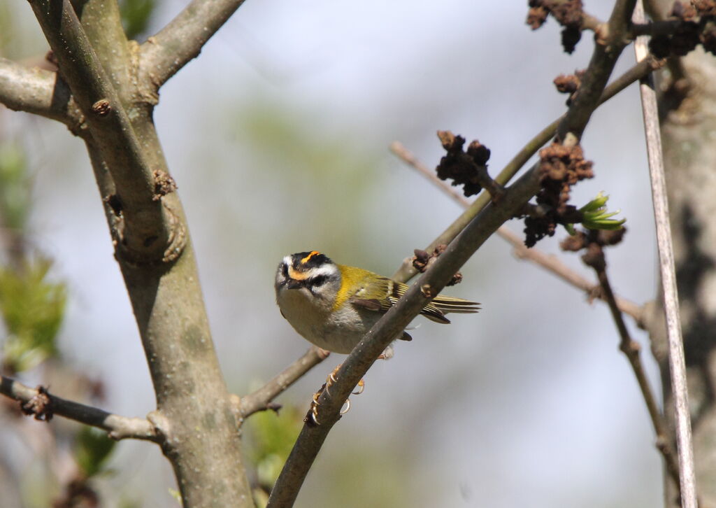 Common Firecrest