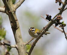 Common Firecrest