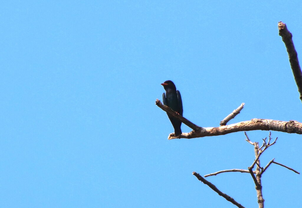 Oriental Dollarbird