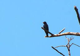 Oriental Dollarbird