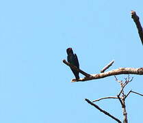 Oriental Dollarbird