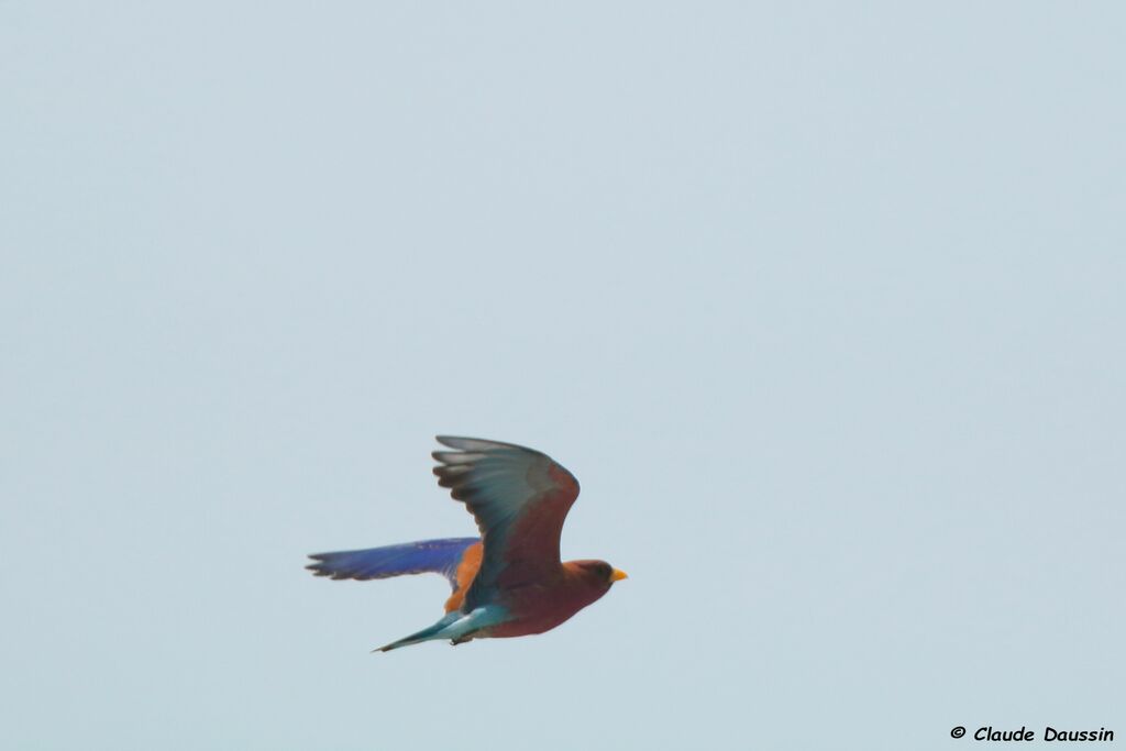 Broad-billed Roller