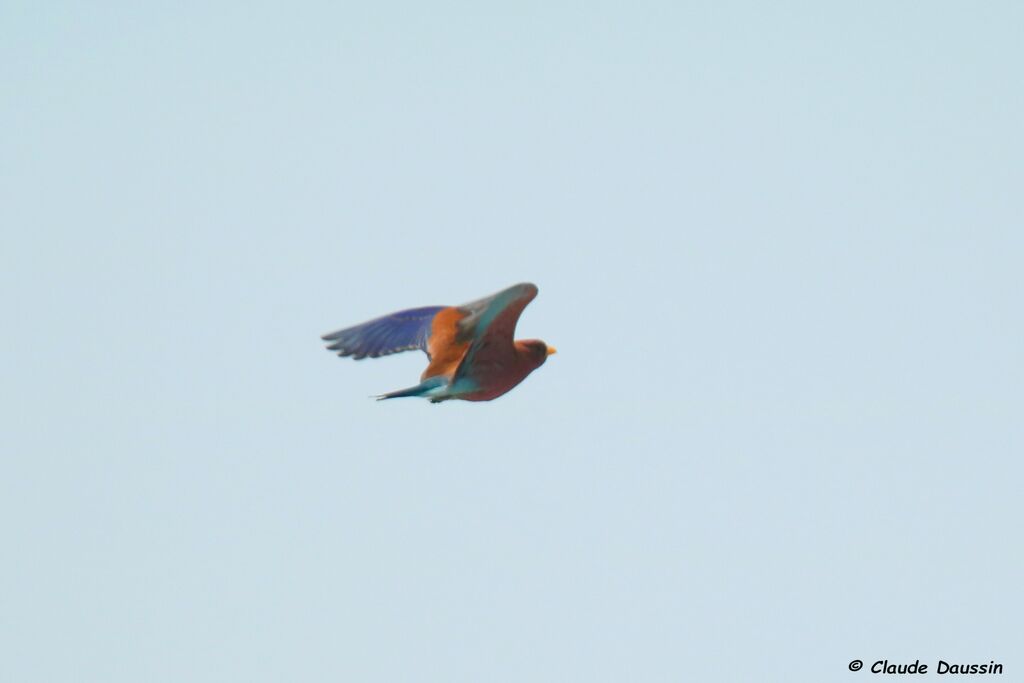 Broad-billed Roller