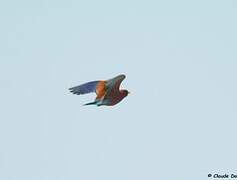 Broad-billed Roller