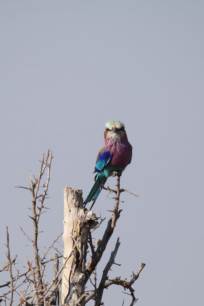 Lilac-breasted Roller