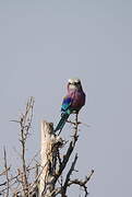 Lilac-breasted Roller