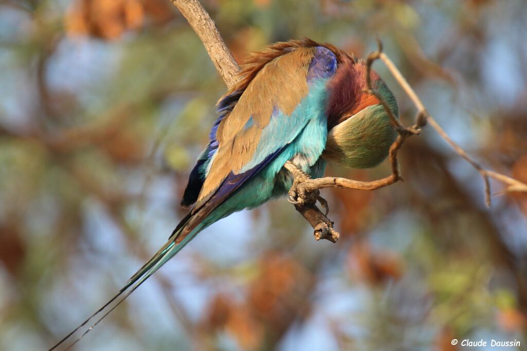 Lilac-breasted Roller