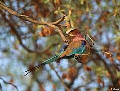 Lilac-breasted Roller