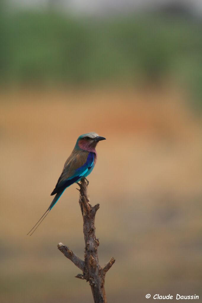 Lilac-breasted Roller