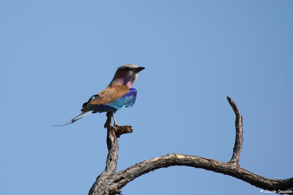 Lilac-breasted Roller