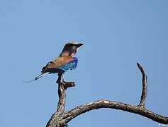 Lilac-breasted Roller