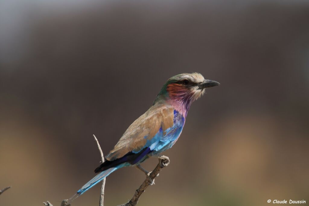 Lilac-breasted Roller