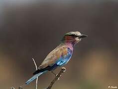 Lilac-breasted Roller