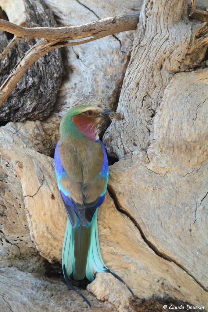 Lilac-breasted Roller, habitat, feeding habits, eats